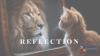 Reflection Series Q&A